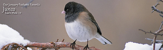 Dark-eyed Junco